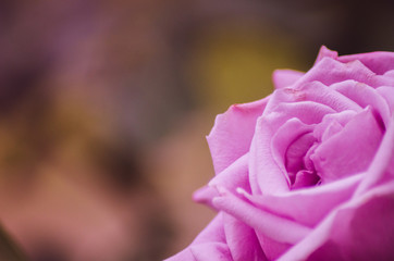 Petals of a pink rose