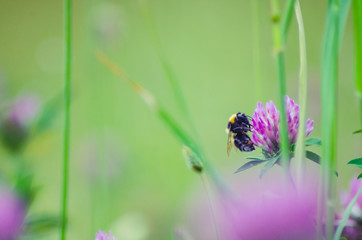 Bumblebee on the flower on a meadow