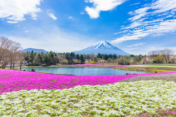 富士芝桜まつり