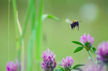 Bumblebee flying above the meadow flowers