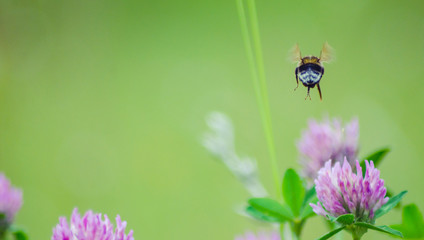 Bumblebee flying above the meadow flowers
