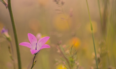 Pink wild flower in the meadow