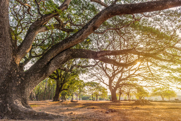 Forest big Tree with sun light in public park