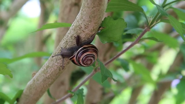 snail and woodlouse