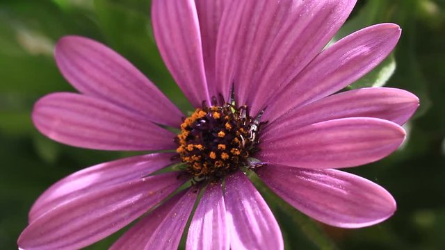 Close up pink african daisy in the garden shined at sun. Cape rain daisy or Osteospermum daisy