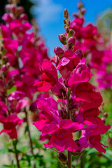 Beautiful pink and magenta Orchid in nature