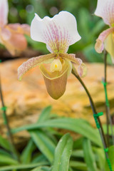 colorful of lady's slipper orchid in Beautiful garden (Paphiopedilum Callosum)