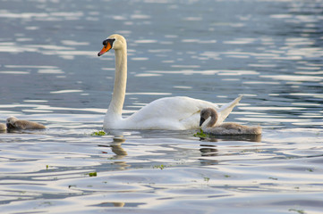 Swan mother with puppy