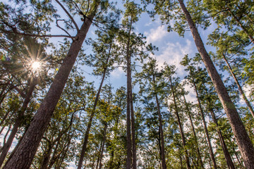 Fototapeta premium trunks of tall old trees in a pine forest