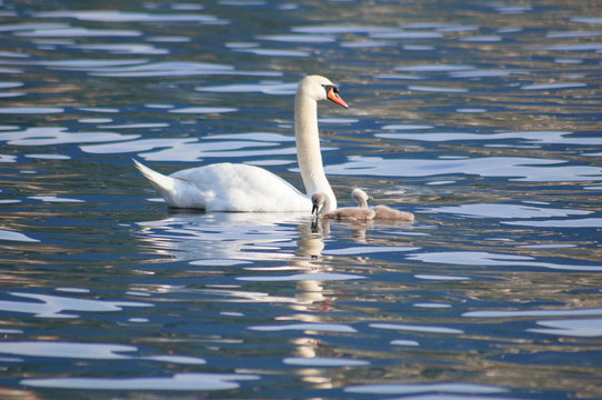 Swan mother with puppy
