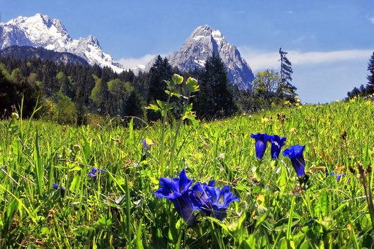 Enzianwiese mit Alp und Zugspitze bei Garmisch-Partenkirchen