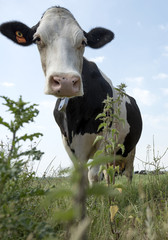 black and white cow in meadow in the netherlands with blue sky and clouds