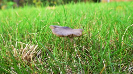 Autumn Fruiting Fungi