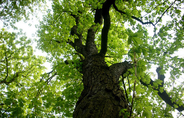 looking up a tree