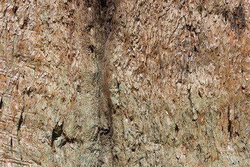 Organic pattern, Tree bark texture , giant sequoia