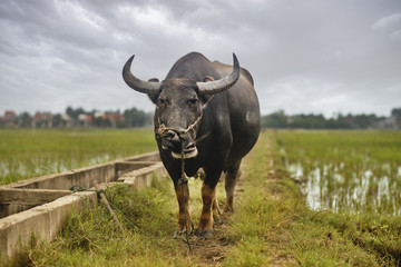 Water Buffalo in Rice Field