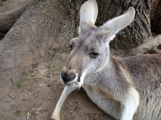 portrait of Red kangaroo  Australia