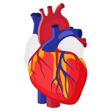 Anatomical heart isolated. Muscular organ in humans. Heart diagnostic center sign. vector illustration in flat style