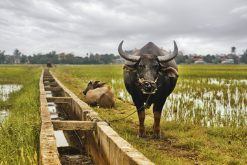 Water Buffalo in Rice Field
