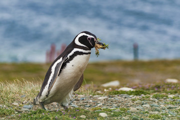 Pingwin, Isla Magdalena, Chile © Rafał Bachanek