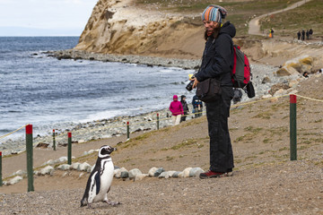 Spotkanie z pingwinem, Isla Magdalena, Chile