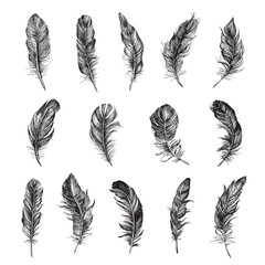 
Vector Black and White Feather Pattern
