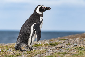 Pingwin Magellana, Isla Magdalena, Chile - obrazy, fototapety, plakaty