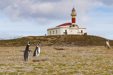 Pingwiny z Isla Magdalena, Chile © Rafał Bachanek