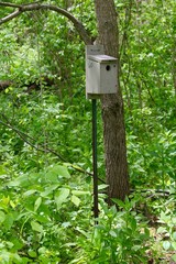 The birdhouse in the weeds and the trees of the forest.