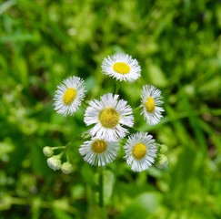 The little daisies on a close view.