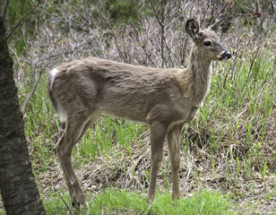 Whitetail Doe Portraits