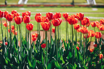 tulip flowers bright purple green red pink yellow white orange to soft focus blur