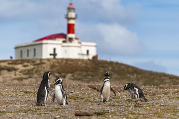 Pingwiny z Isla Magdalena, Chile © Rafał Bachanek