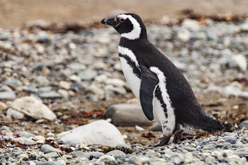 Pingwin z Isla Magdalena, Chile © Rafał Bachanek