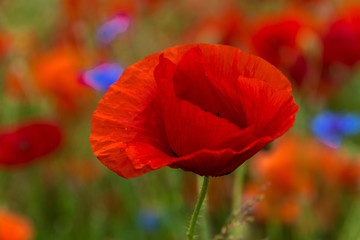 Obraz premium Poppy | Papaver rhoeas