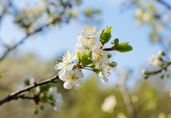 tree branch with flowers against the sky with clouds