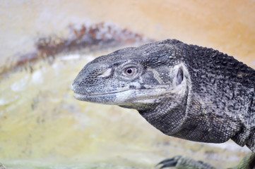 Head of an Iguana in close-up