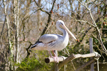 Pelican who makes his toilet on a wooden