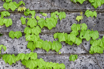 green ivy on the stone wall