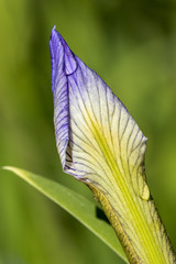 Dewdrops on a Blueflag Iris flower bud
