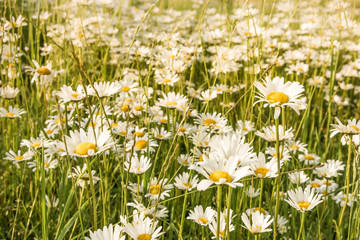 Margeriten -  Leucanthemum