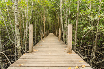 Mangrove forest and wooden walkway
