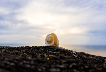 seashell on the beach with blue clouds and yellow sunshine in the background