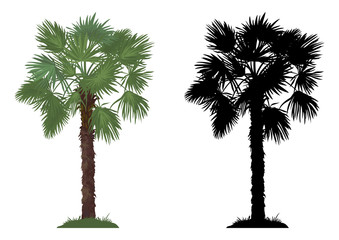 Naklejka premium Tropical Palm Tree with Green Leaves and Grass and Black Silhouettes Isolated on White Background. Vector