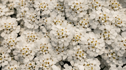 Blooming beautiful white flowers in the garden. Macro.