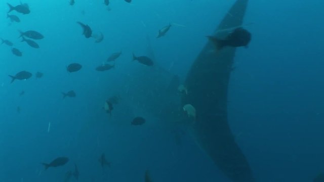 Big Whale Shark biggest fish in the world Underwater Video