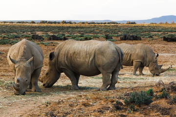 Fototapeta premium Rhinos in wild nature (Inverdoorn, South Africa)