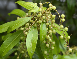 Green Shrub with Berries 