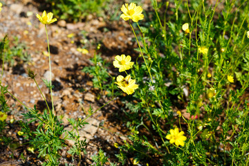 Bee are on the yellow flower