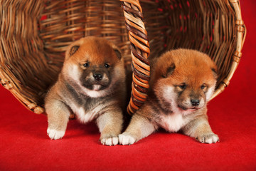 Shiba Inu puppies in a basket on red background. Studio shot